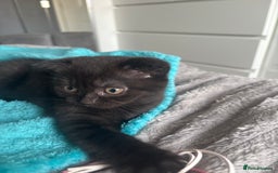 Scottish Fold cats for sale: Stunning Scottish fold and straight kittens - Image 11