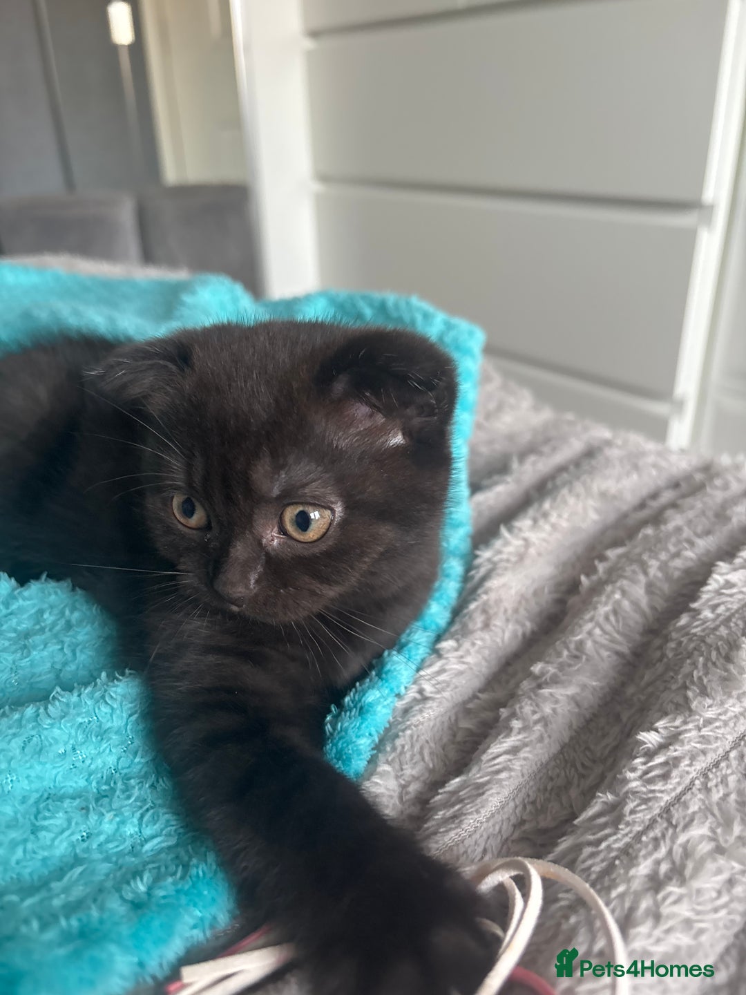 Scottish Fold cats for sale: Stunning Scottish fold and straight kittens - Image 11