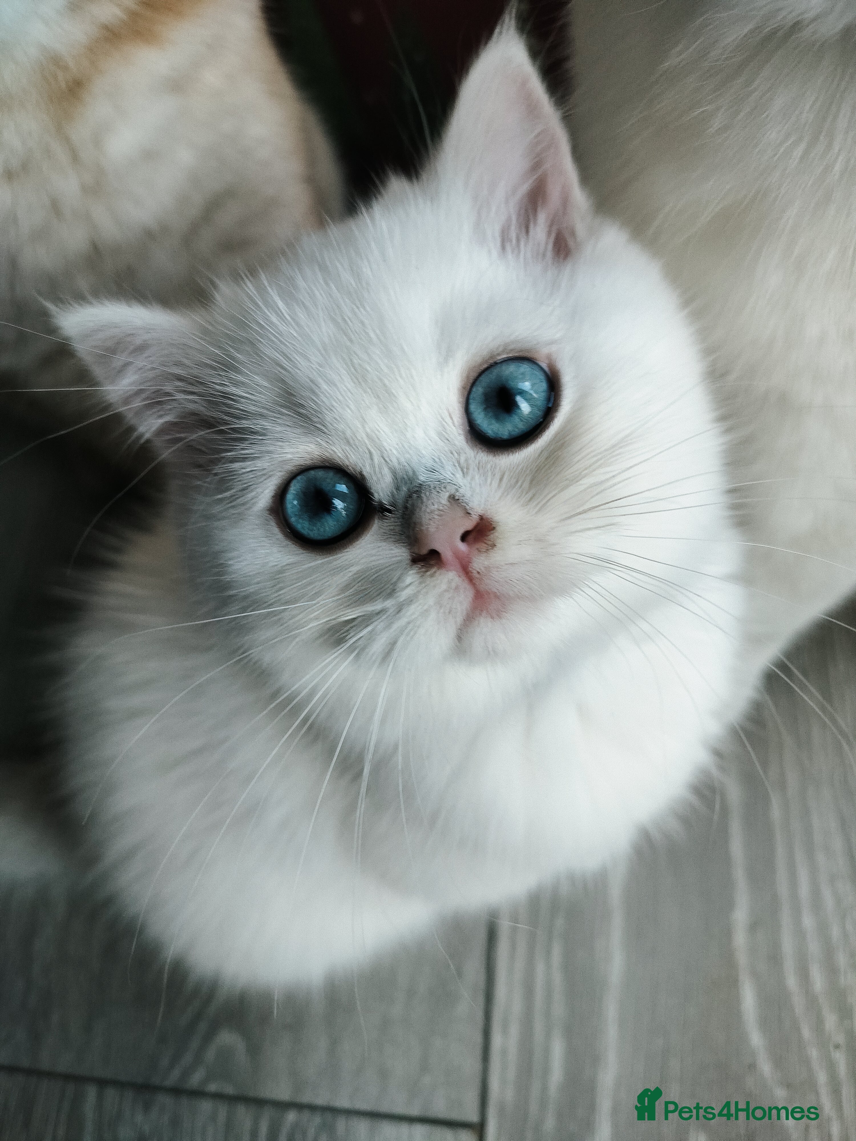 British Shorthair cats British shorthair kittens  - Advert 2