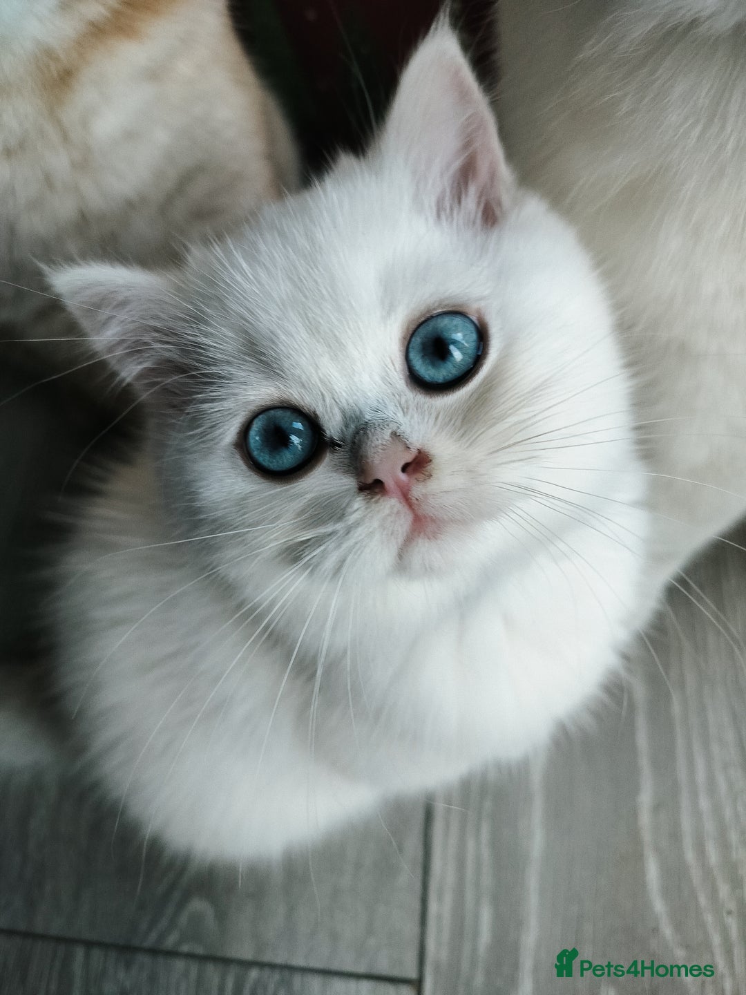 British Shorthair cats for sale: British shorthair kittens  - Advert 1