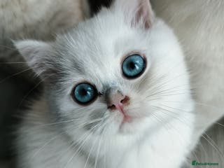 British Shorthair cats British shorthair kittens - Advert 7