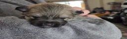 Pomchi dogs for sale: pomchi puppies for sale - Advert 26