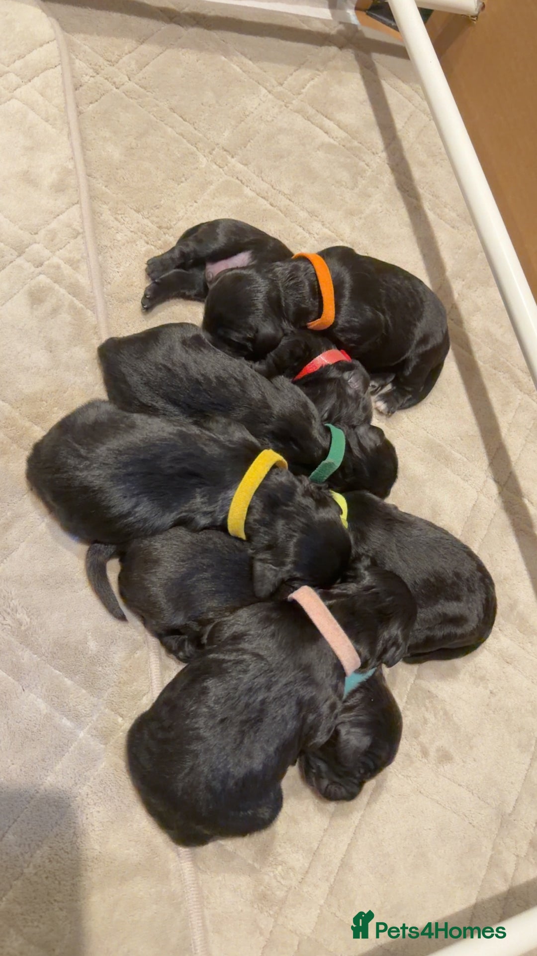 Cockapoo dogs for sale: Beautiful litter of cockapoos - Advert 9