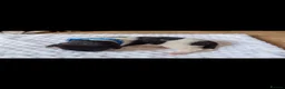 Mixed Breed dogs for sale: Beautiful staff cross puppies  - Advert 13