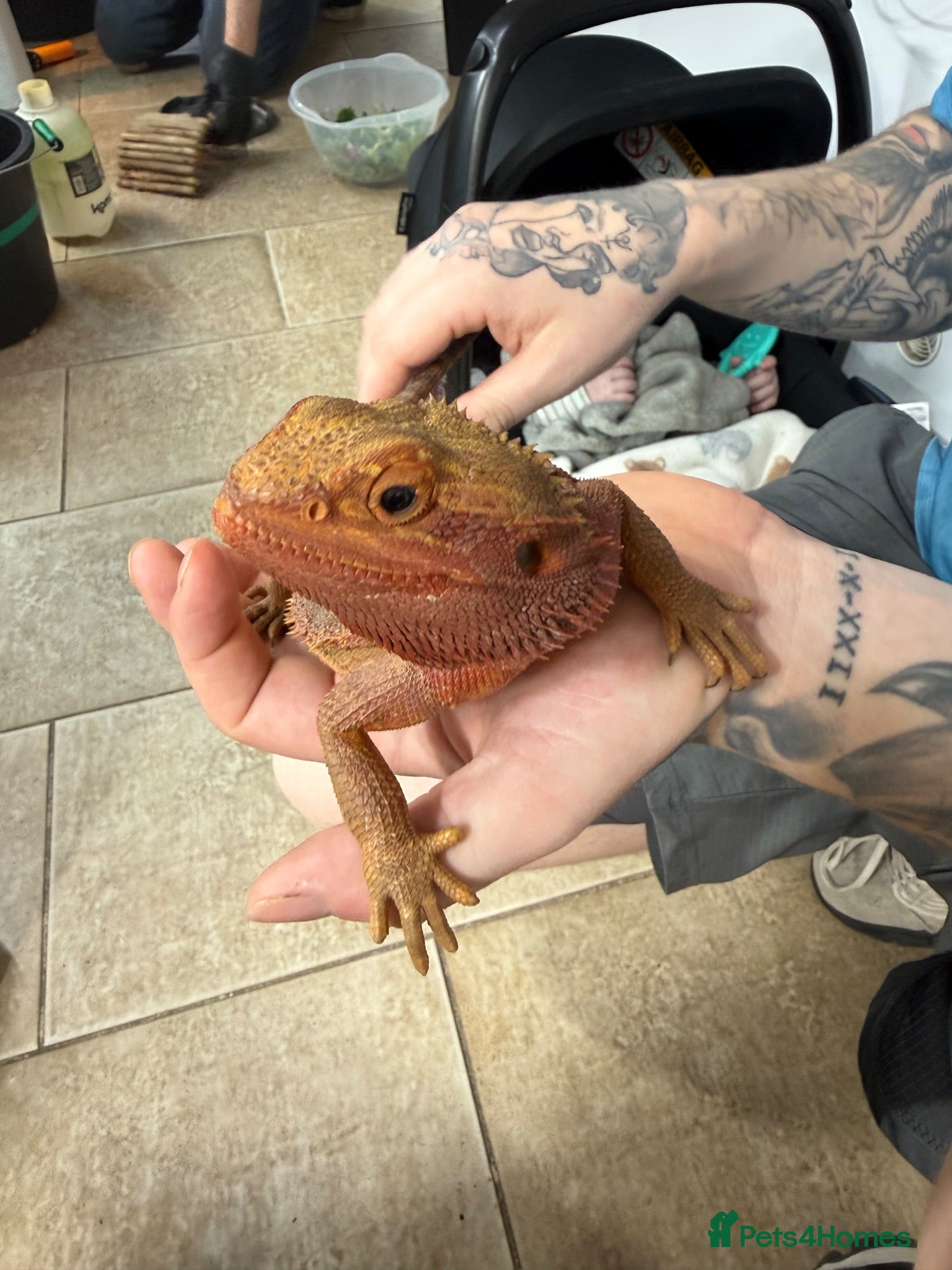 Bearded Dragon reptiles Bearded dragon 50% red monster x tangerine  - Advert 1