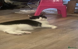 Domestic Shorthair cats for sale: 2 year old male neutered cat  - Image 2