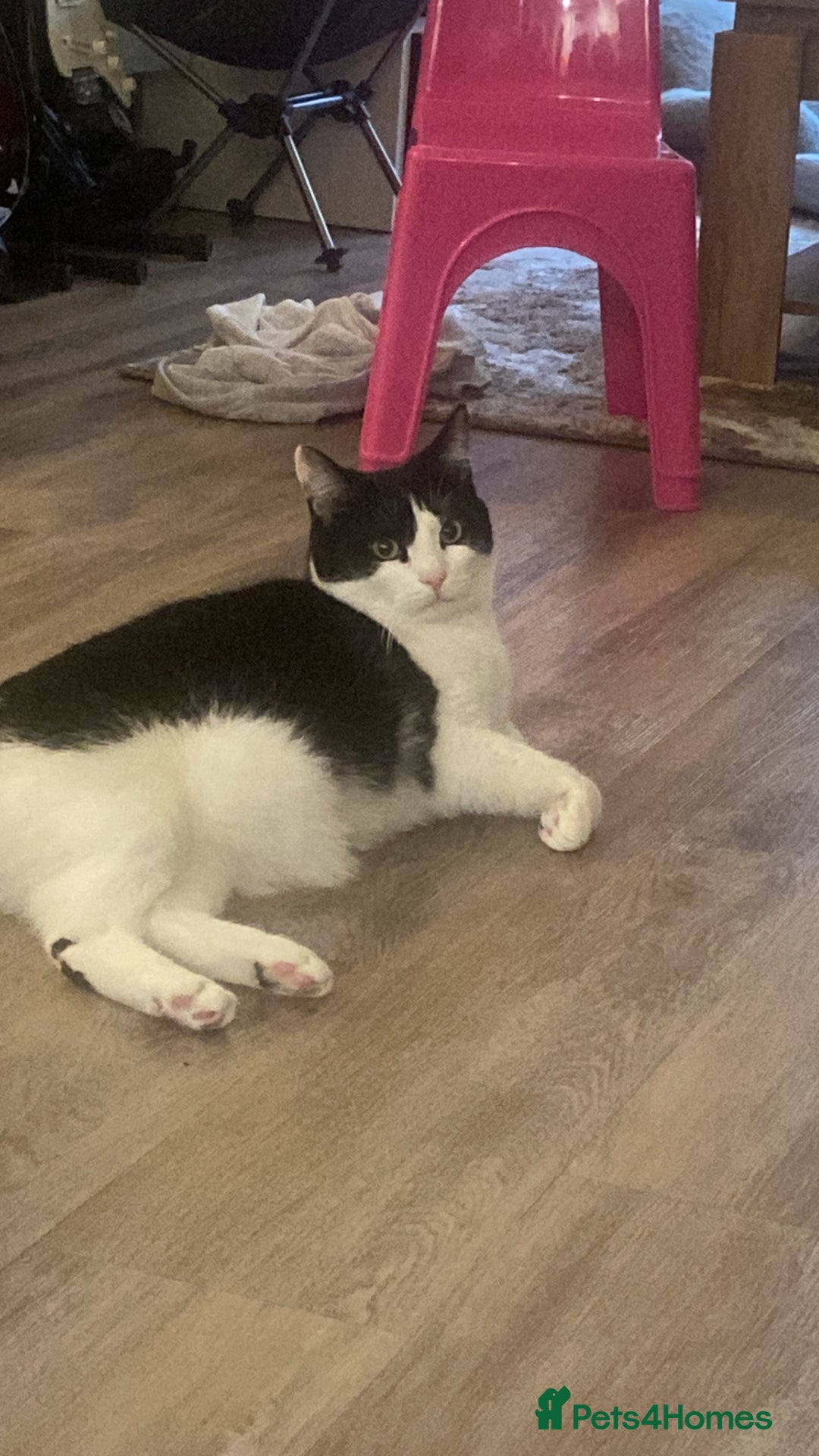 Domestic Shorthair cats for sale: 2 year old male neutered cat  - Image 2