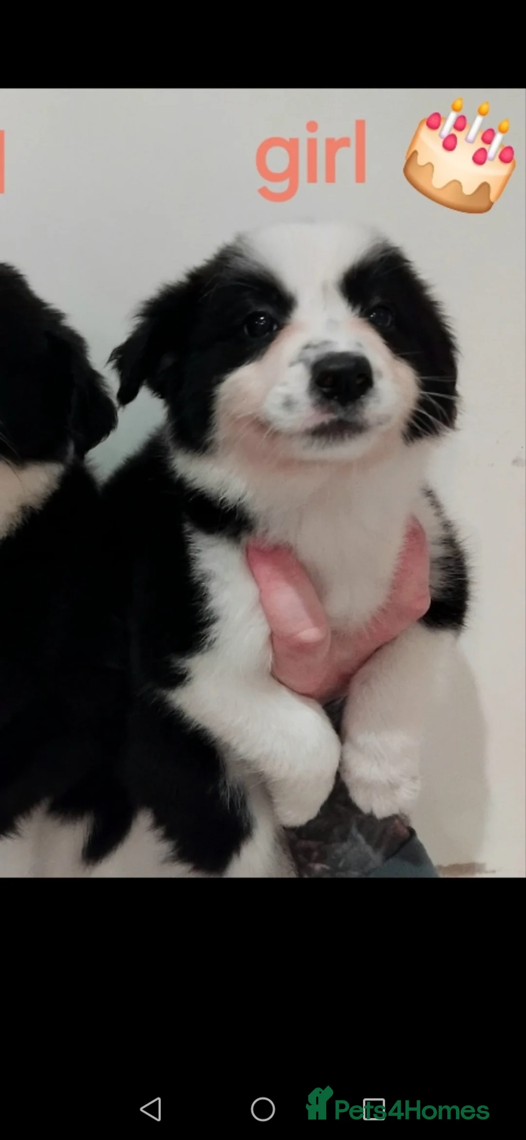 Border Collie dogs for sale: Stunning litter of merle pups - Advert 9