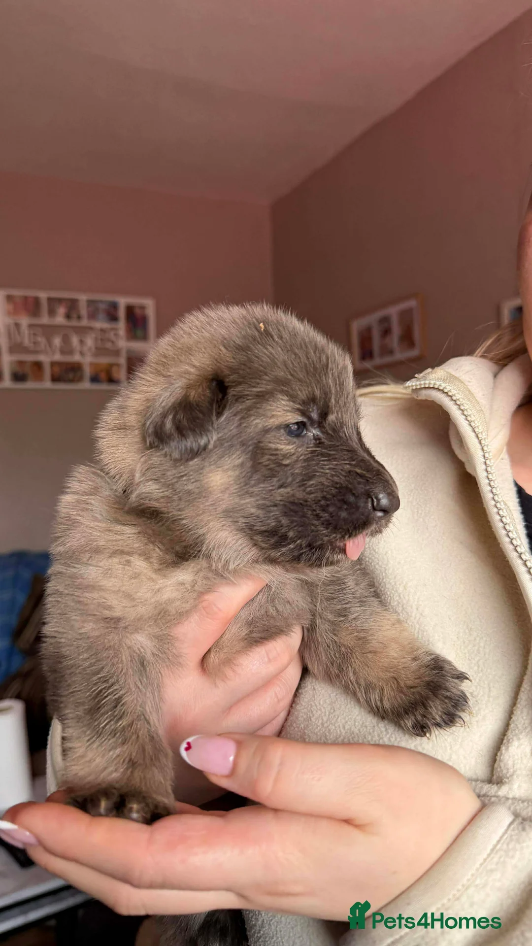 German Shepherd dogs for sale: German Shepherd Puppies - Advert 5