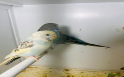 Budgerigars birds for sale: Stunning baby rainbow/pied budgies  in Luton - Image 21