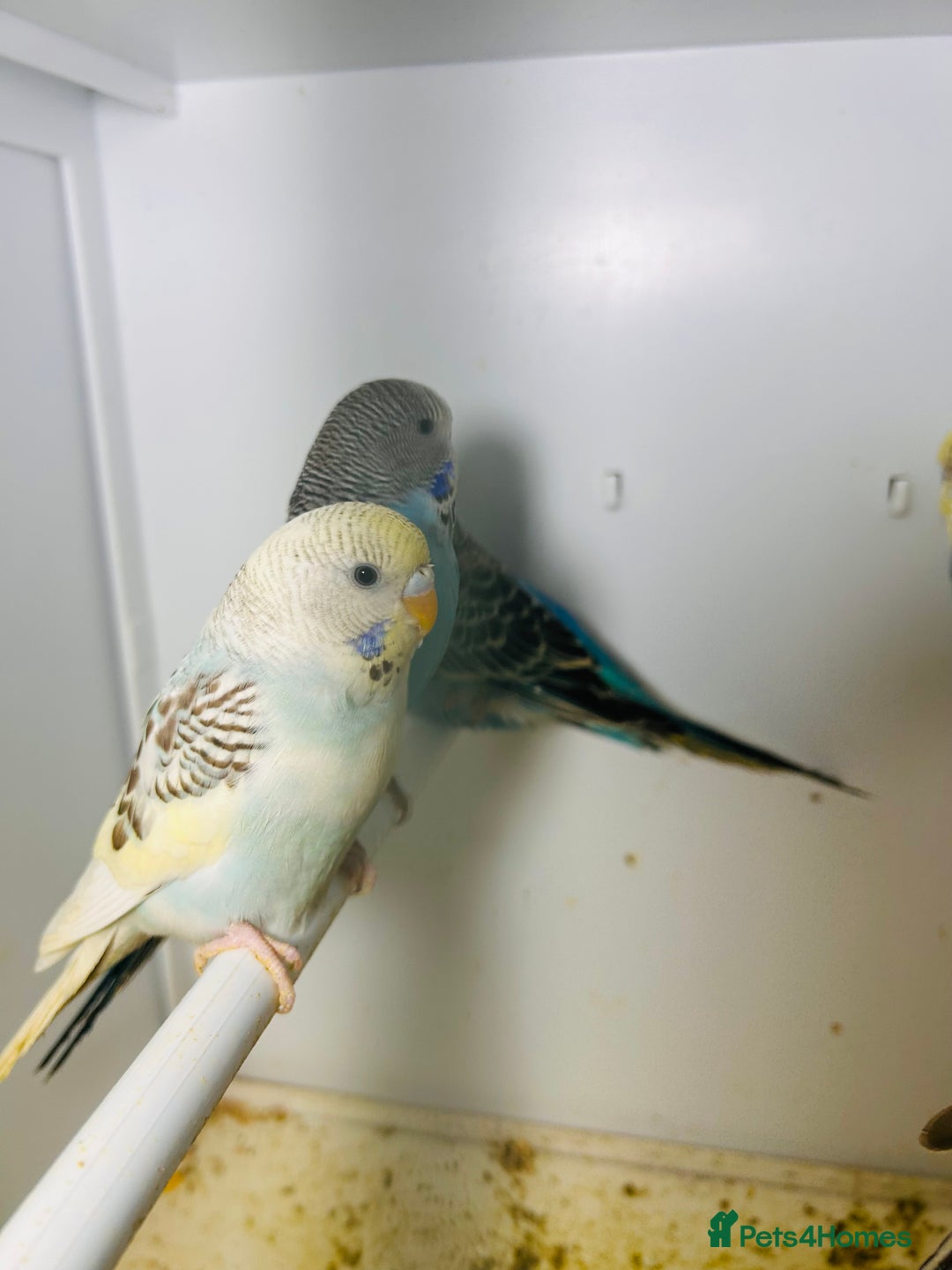 Budgerigars birds for sale: Stunning baby rainbow/pied budgies  in Luton - Image 21