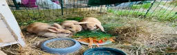 Mini Lop rabbits for sale: Beautiful mini-lop baby rabbits in South Croydon - Advert 9