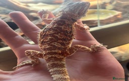 Bearded Dragon reptiles for sale: Male bearded dragon  - Image 2