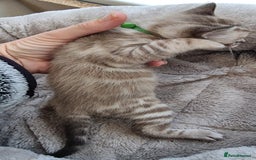 Bengal cats for sale: TICA Registered Bengal Kittens–Ready End Nov 25 - Image 8