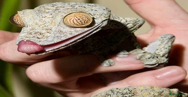 Gecko reptiles - Advert 5