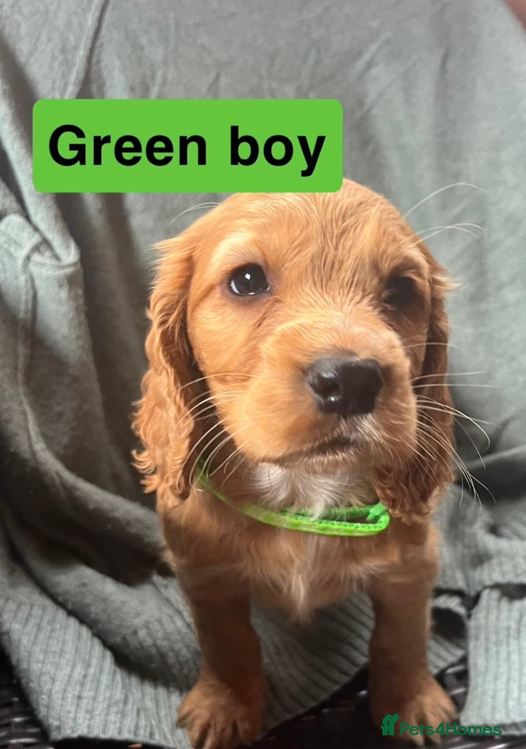 Cocker Spaniel dogs for sale: Cocker spaniel - Image 6