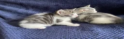 Mixed Breed cats for sale: Gorgeous grey, white and tabby kittens for sale - Advert 30
