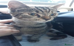 Mixed Breed cats for sale: Mollie  - Image 3
