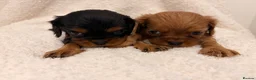 Cavalier King Charles Spaniel dogs for sale: 🐾 KC Registered King Charles cavalier  Puppies 🐾 - Advert 4
