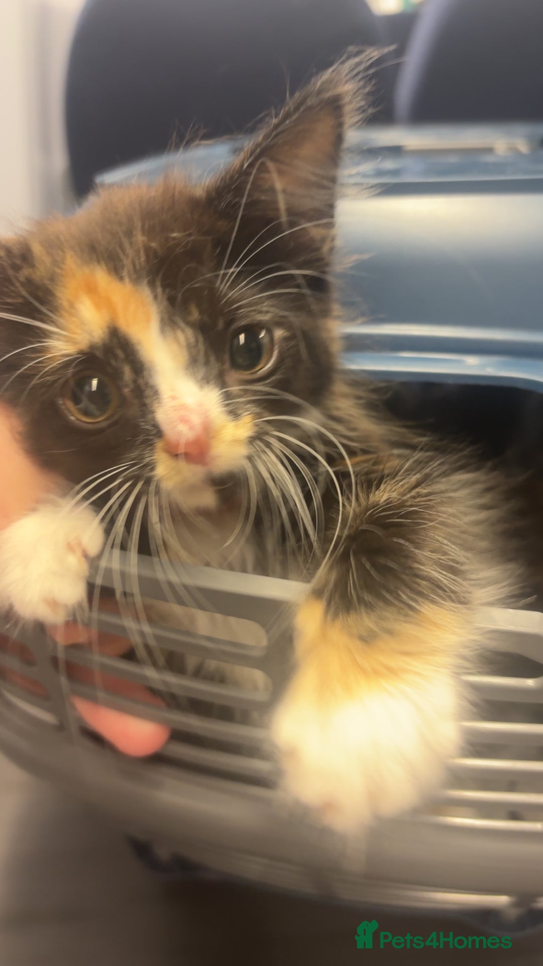 Mixed Breed cats for sale: 2 kittens rare coloured  - Advert 7