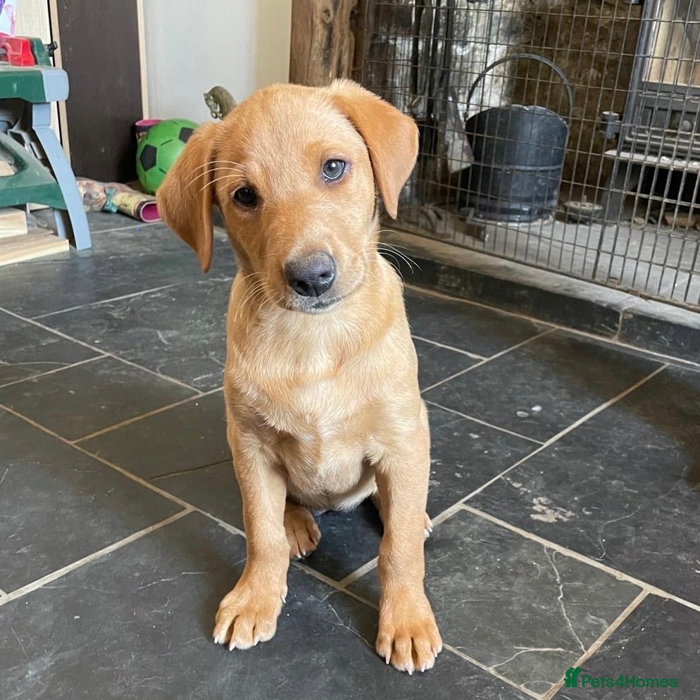 Labrador Retriever dogs Gorgeous fox red Labrador female puppies - Advert 8