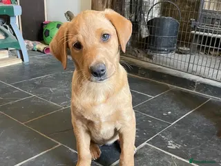 Labrador Retriever dogs Gorgeous fox red Labrador female puppies - Advert 8