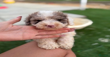 Cockapoo dogs - Advert 7