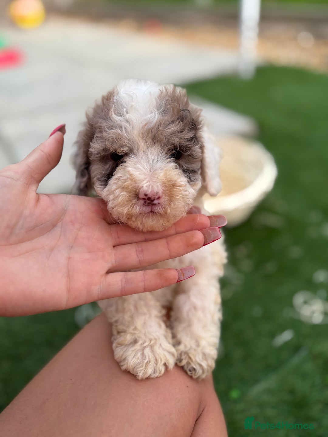 Cockapoo dogs for sale: F2  cockapoo puppies  - Image 3