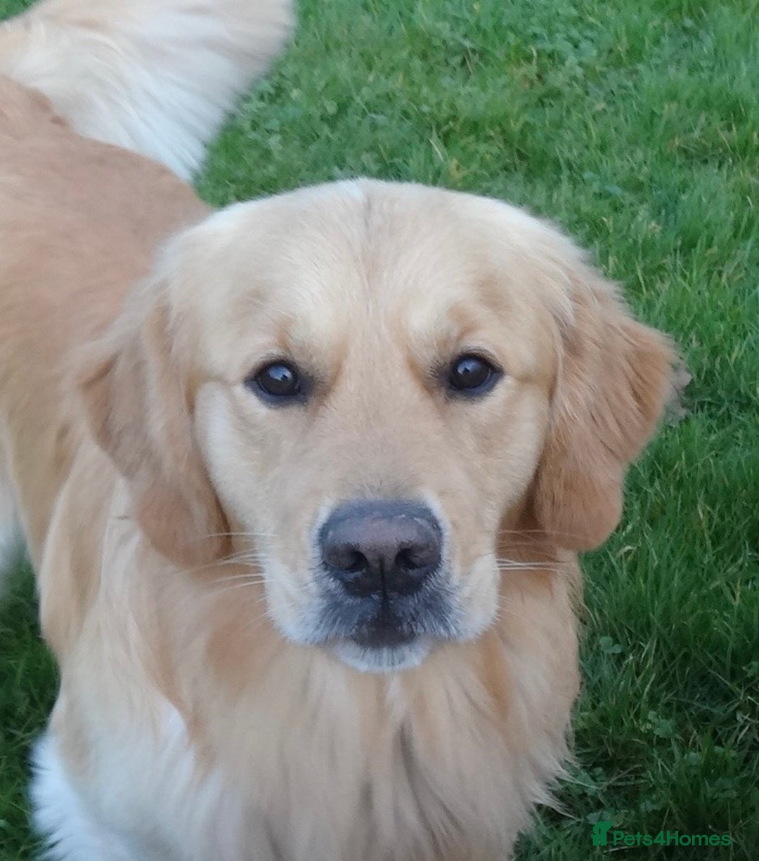 Golden Retriever dogs for sale: Fully health tested parents - Image 11