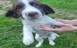 English Springer Spaniel dogs for sale: English springer spaniel girl wanted  - Image 2