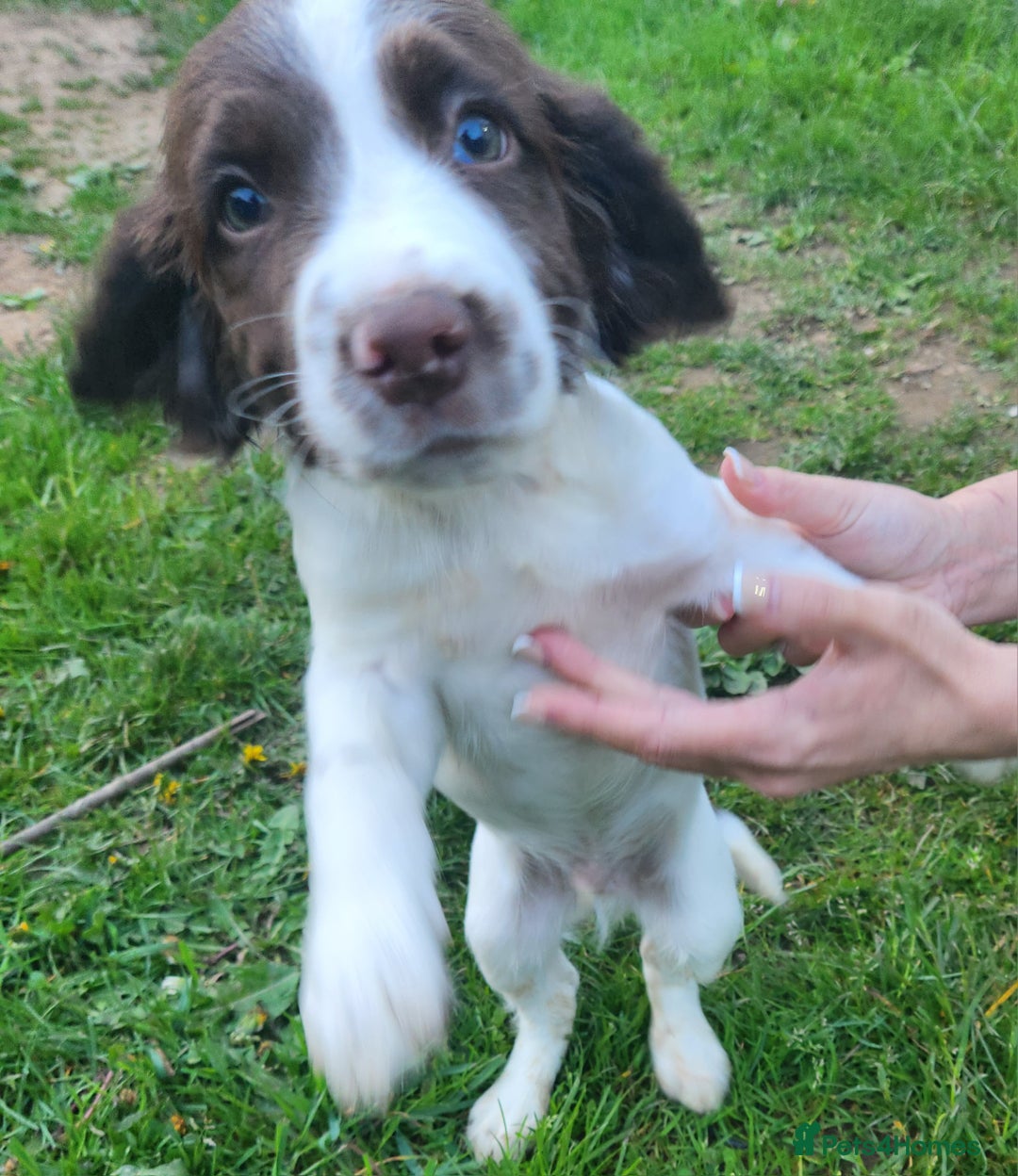 English Springer Spaniel dogs for sale: English springer spaniel girl wanted  - Image 2