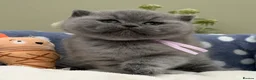 British Shorthair cats for sale: Beautiful British Kittens - Advert 17