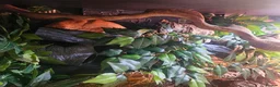Leopard Gecko reptiles for sale: 3x female leopard geckos with amazing setup - Advert 11