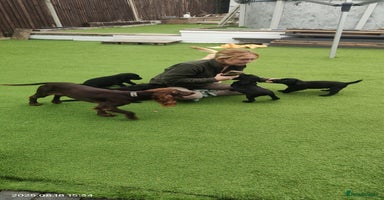 Labrador Retriever dogs - Advert 16