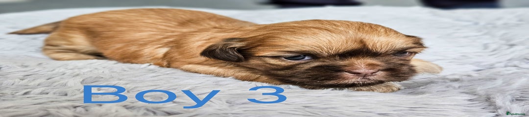 Shih Tzu Puppy 5