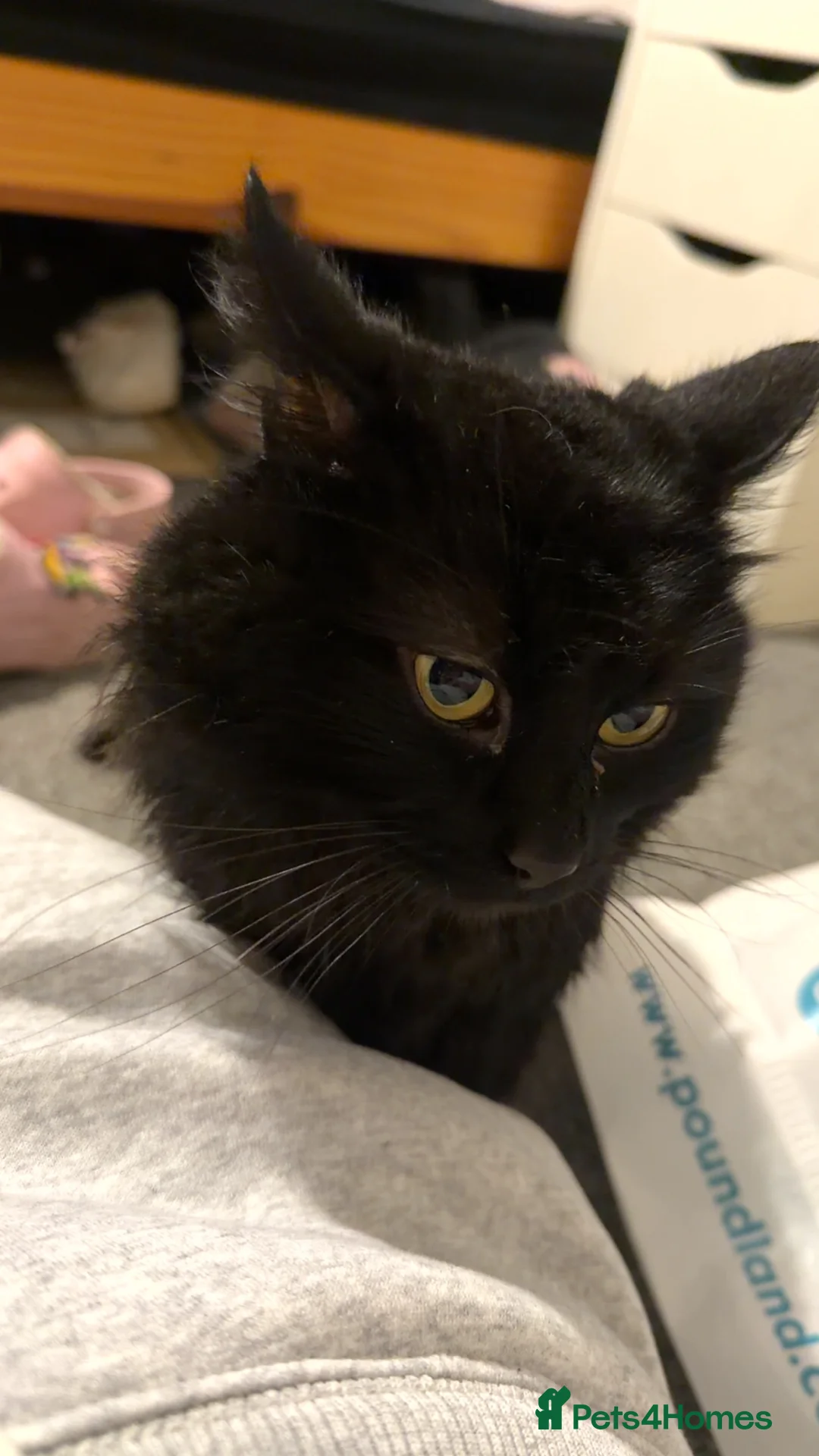 British Longhair cats for sale: Corey in Huddersfield - Advert 1