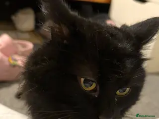 British Longhair cats Corey in Huddersfield - Advert 1