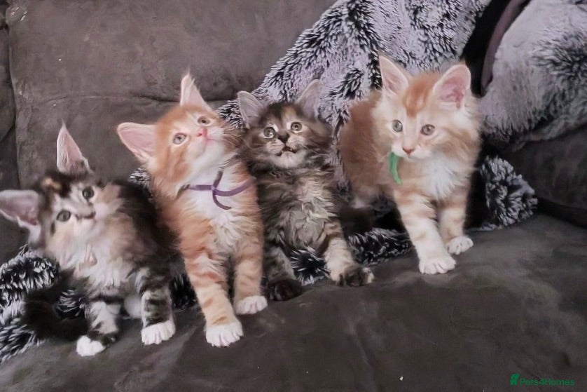 Maine Coon cats XL Maincoon kittens  - Advert 1