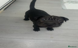 Mixed Breed dogs for sale: Shar pei cross girls  - Image 5