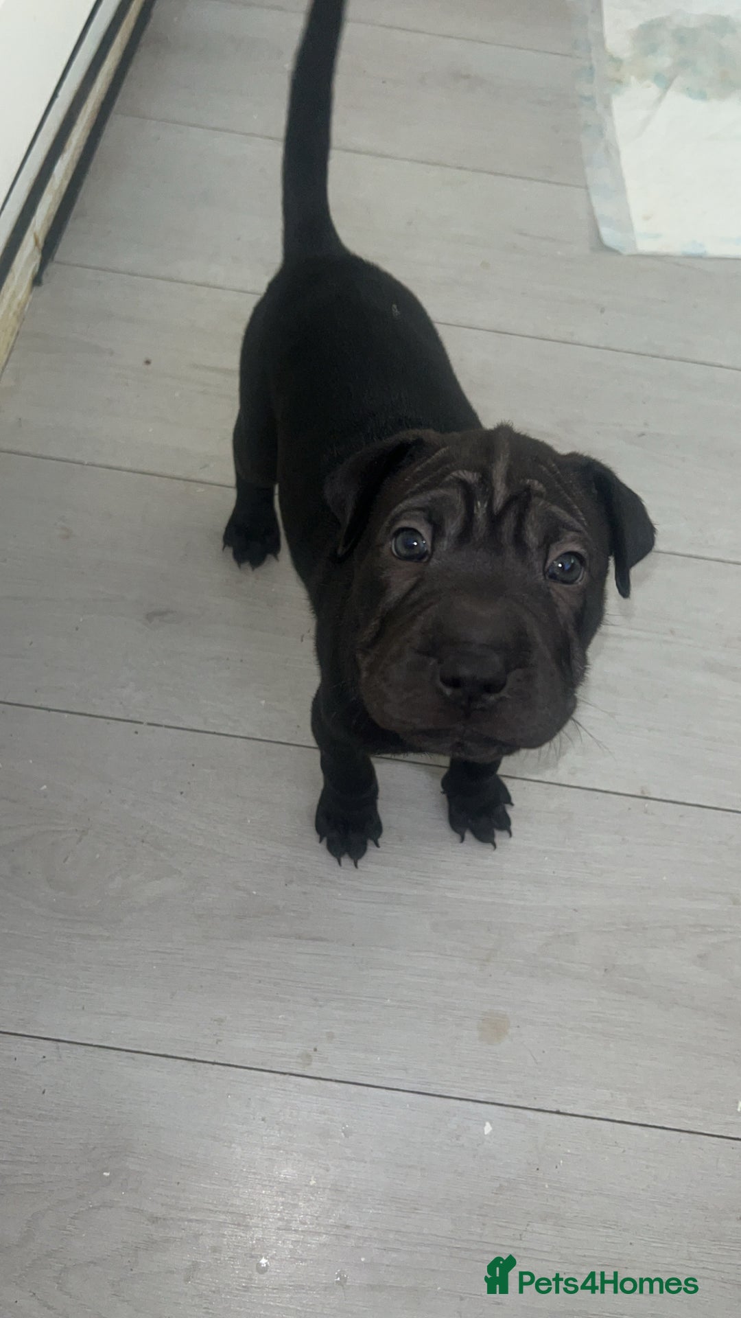 Mixed Breed dogs for sale: Shar pei cross girls  - Image 5