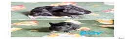 Guinea Pig rodents for sale: Beautiful Guniea pigs for sale Girls & Boys  - Advert 4