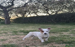 Jack Russell dogs for stud: Small short legged pure Jack Russel  - Advert 3