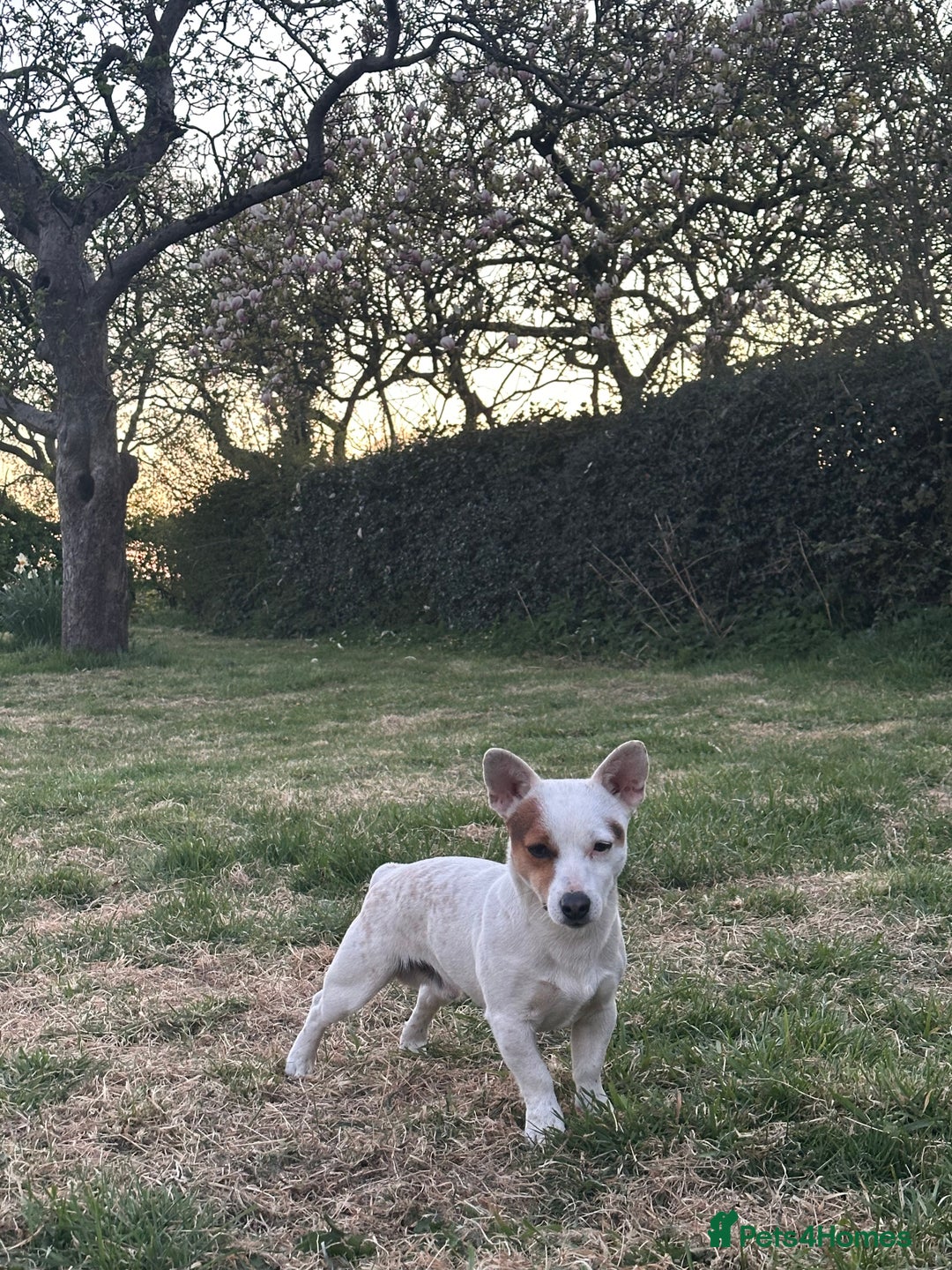 Jack Russell dogs for stud: Small short legged pure Jack Russel  - Advert 3