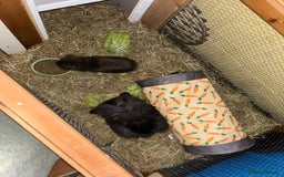 Lionhead rabbits for sale: 2 lionhead females - Image 4