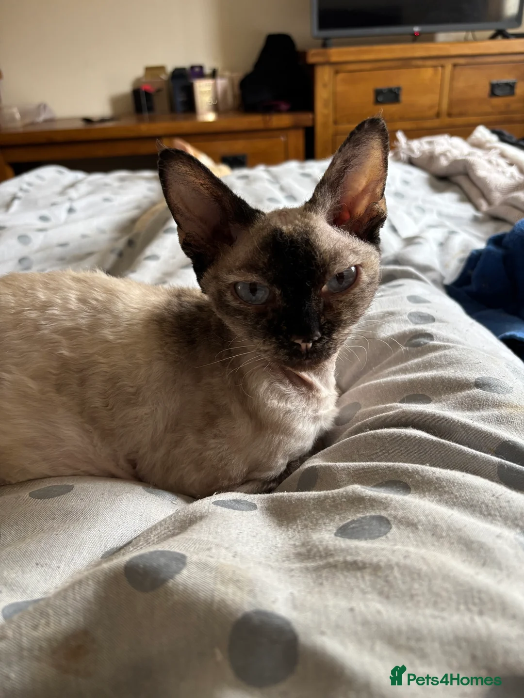 Devon Rex cats for sale: Quintelin - Advert 2