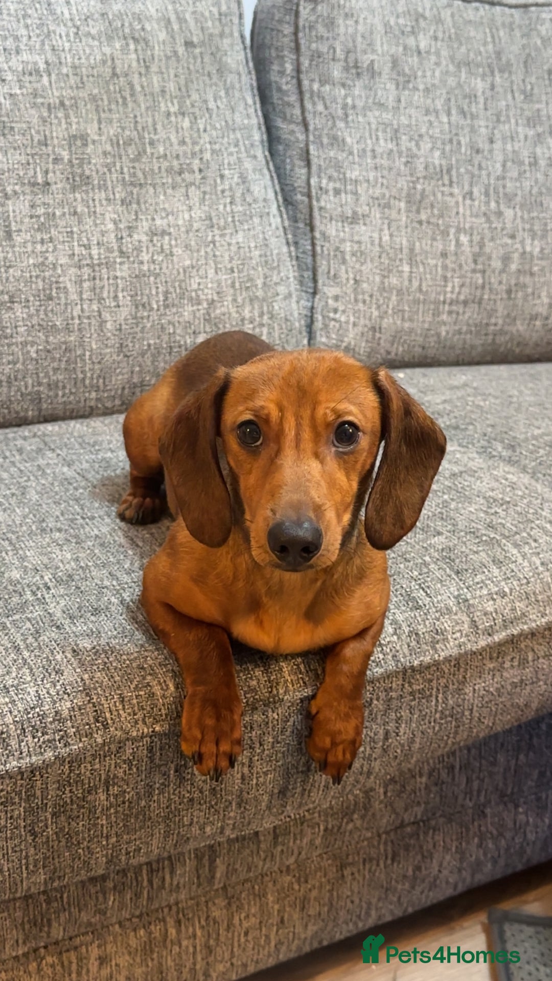 Dachshund dogs for sale: Female red dachshund  - Advert 1