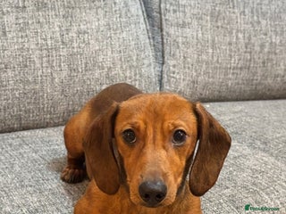 Dachshund dogs Female red dachshund - Advert 1