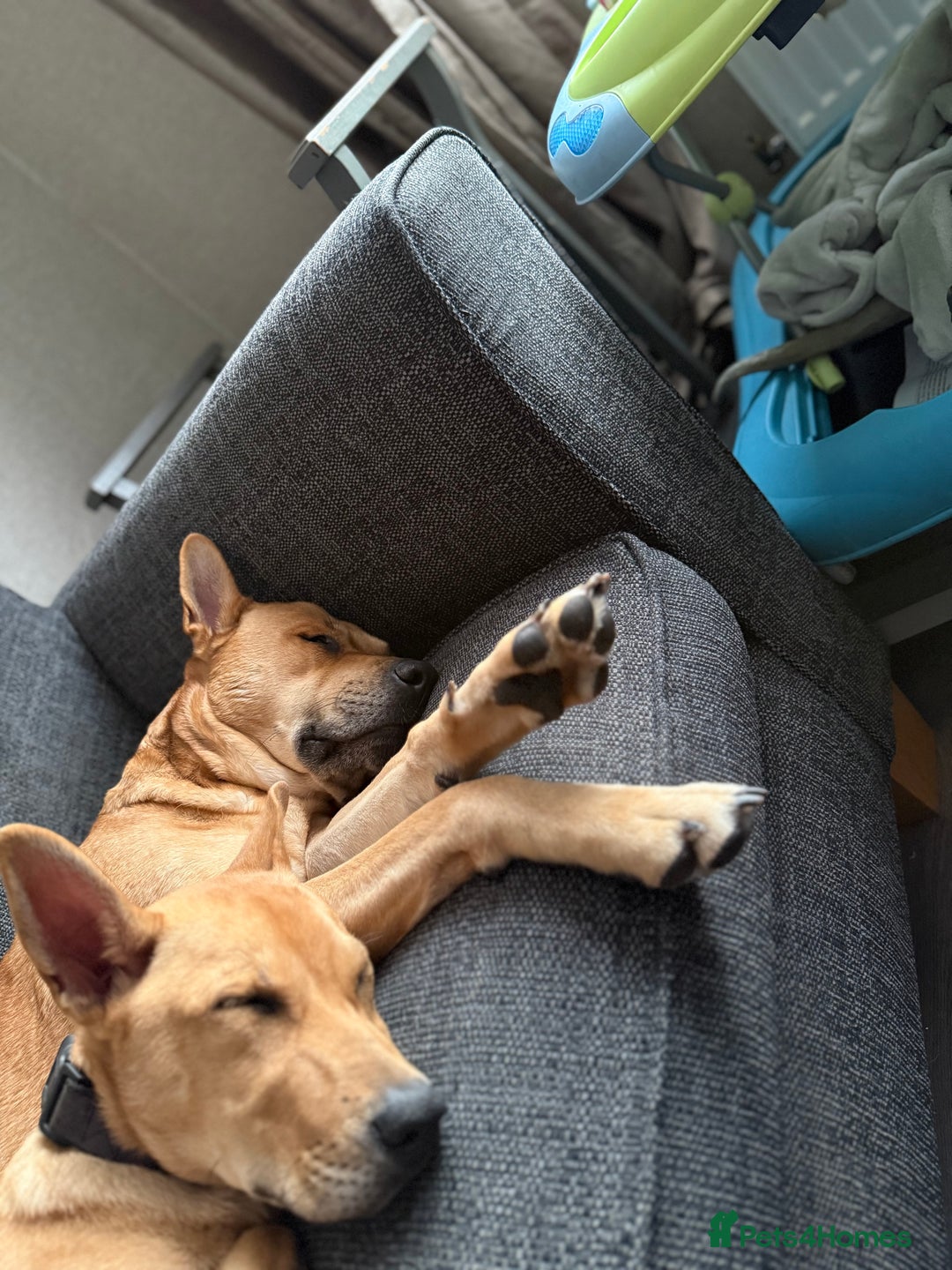 Mixed Breed dogs for sale: Lexi 7 Months old - Advert 14