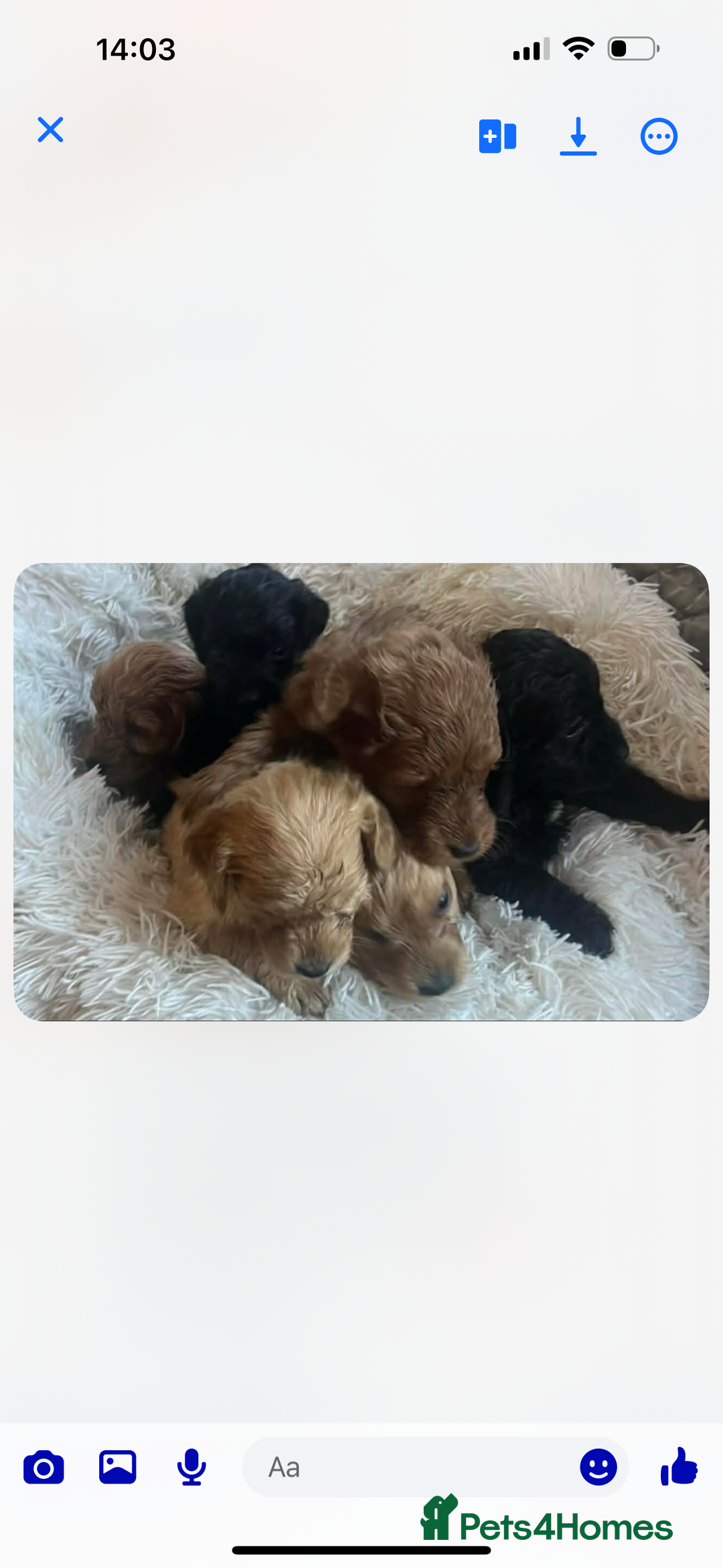 Cockapoo dogs for sale: Cockapoo puppies for sale - Advert 2
