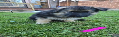 German Shepherd 2